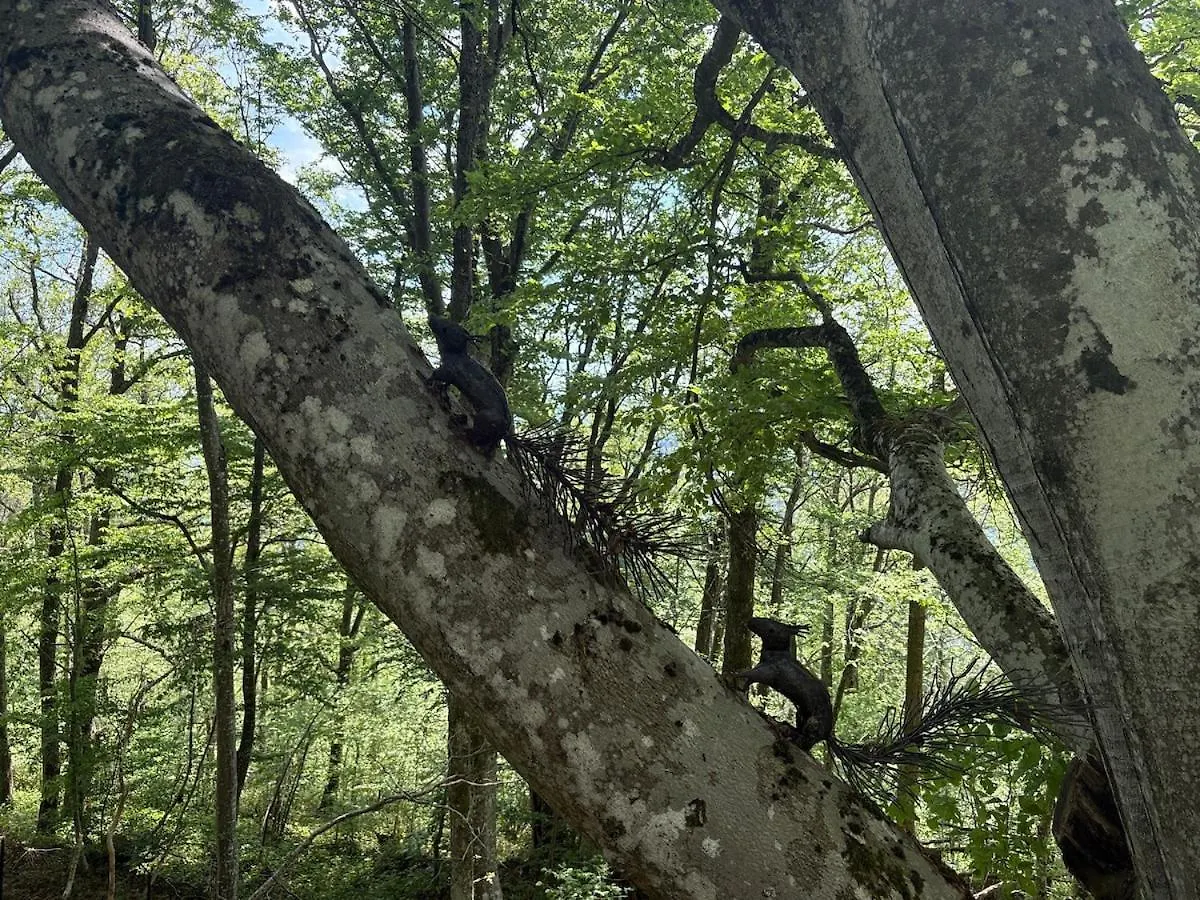 Le Refuge D'Yzeron, Gite Autonome En Pleine Foret Pour 8 Personnes Γαλλία